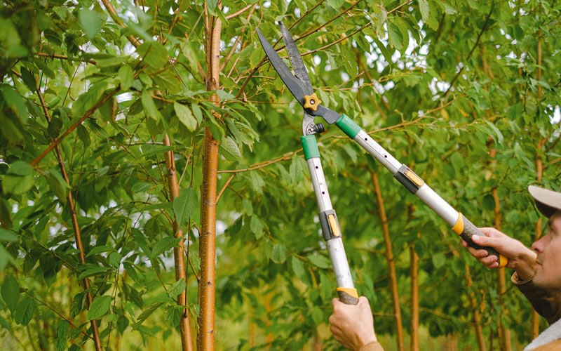 Tree trimming in Lower Kalskag, AK