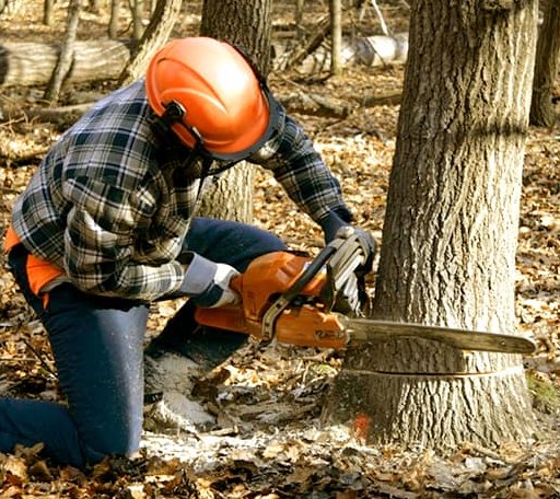 Tree Removal in Lower Kalskag, AK